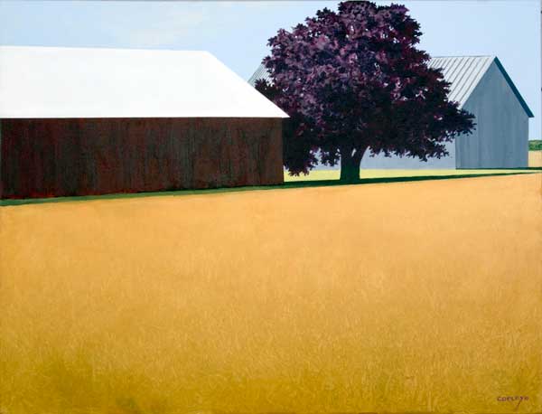 two barns separated by a red maple with a foreground of a golden field of wheat