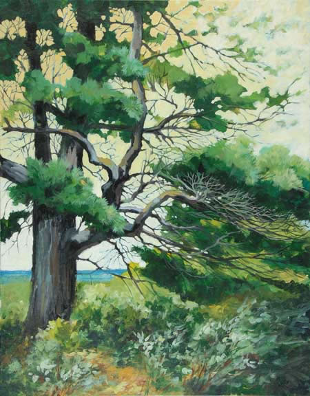 painting of a white pine at Seagull Point