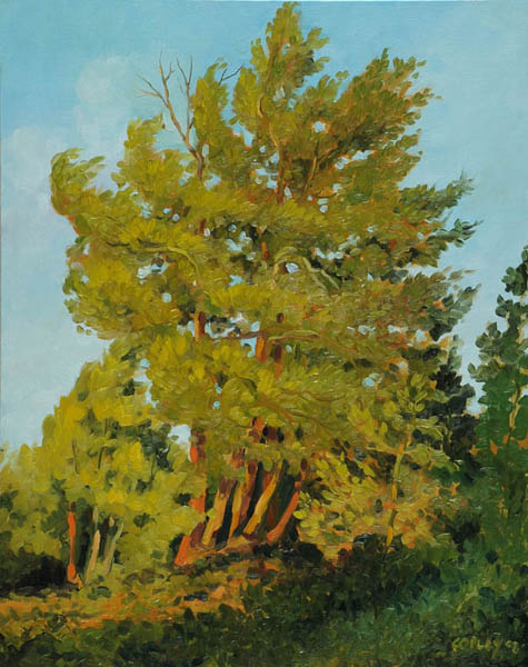 painting of pines trees colored yellow by the sun